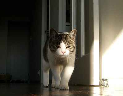 The Cat who.... 猫の写真日記
